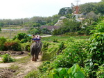 Puket Explorer  Elefantenreiten Elefantenweg in den Dschungel mit Elefanten (TH).